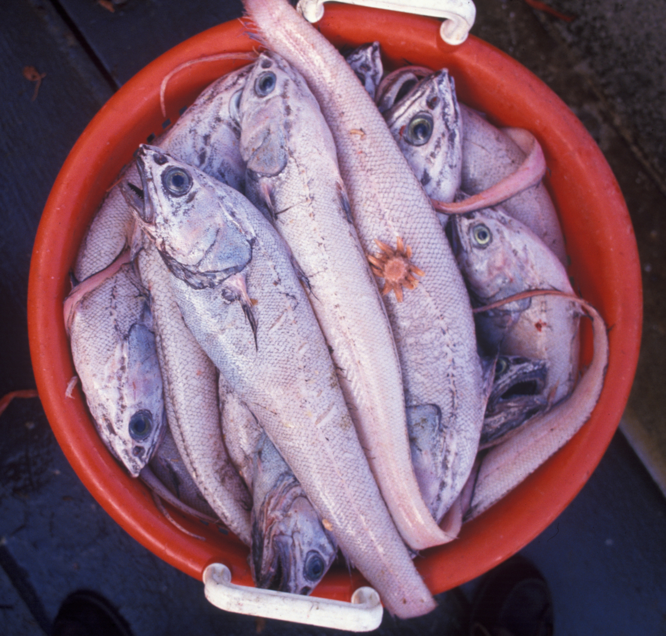 A bucket of rat-tails and a small urchin