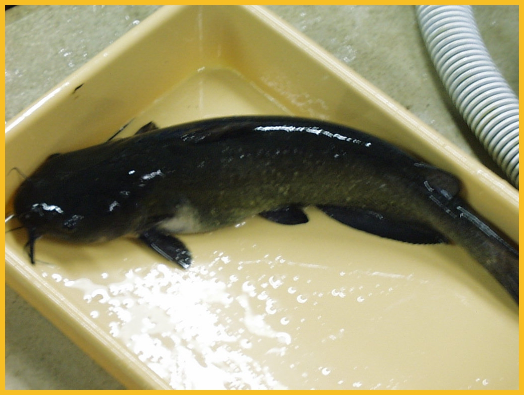 Catfish broodstock in a tank at the Bridgeport Regional Aquaculture School