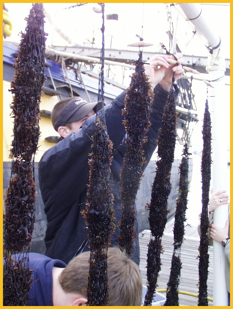 High School student hanging socks of scallop spat for grow-out in the harbor