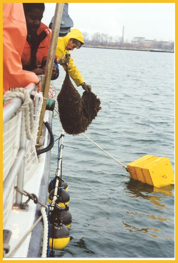 Students and staff on the National Marine Service Milford ship loweringsock nets with scallops for grow-out