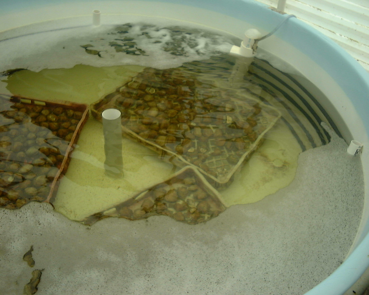 Clam spat being held in trays in a recirculating tank for grow-out at HarborBranch Oceanographic Institute Laboratory