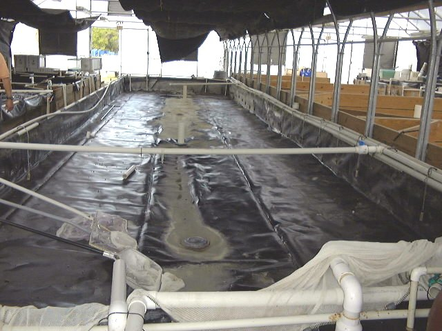 Recirculating raceways being drained for maintenanceHarbor Branch Oceanographic Institute