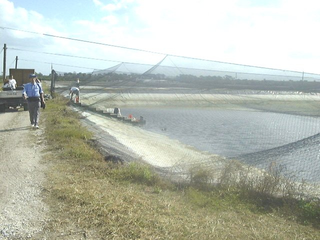 Pond for stocking of red drum with netting for bird predation