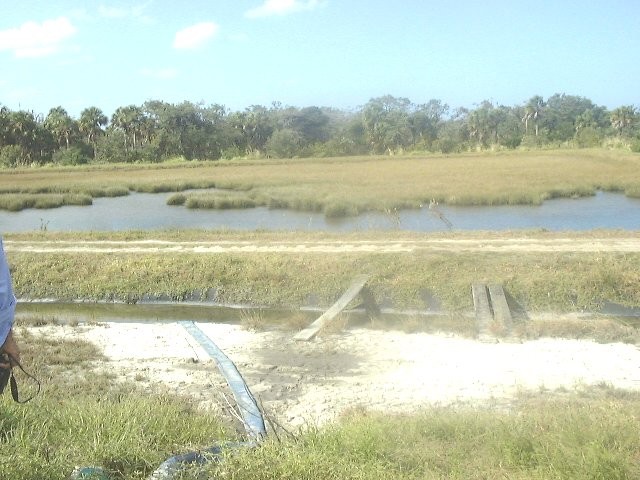 Wetland area for drainage and overflow of red drum grow-out ponds
