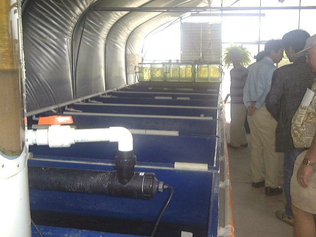Greenhouse aquaculture tanks with algae culture containers for larvalfood distribution at end