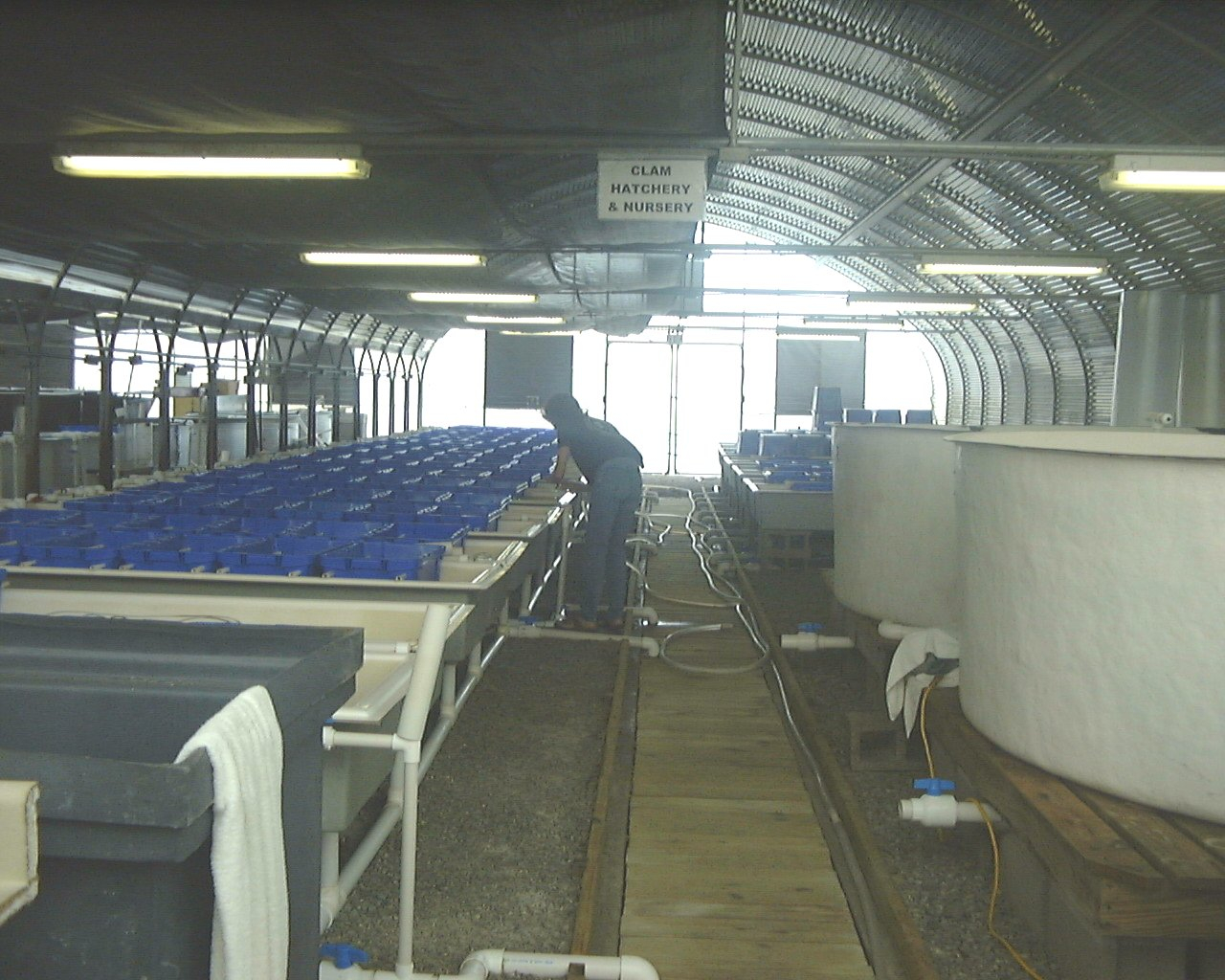 Clam hatchery and nursery at the Harbor Branch Oceanographic Institute