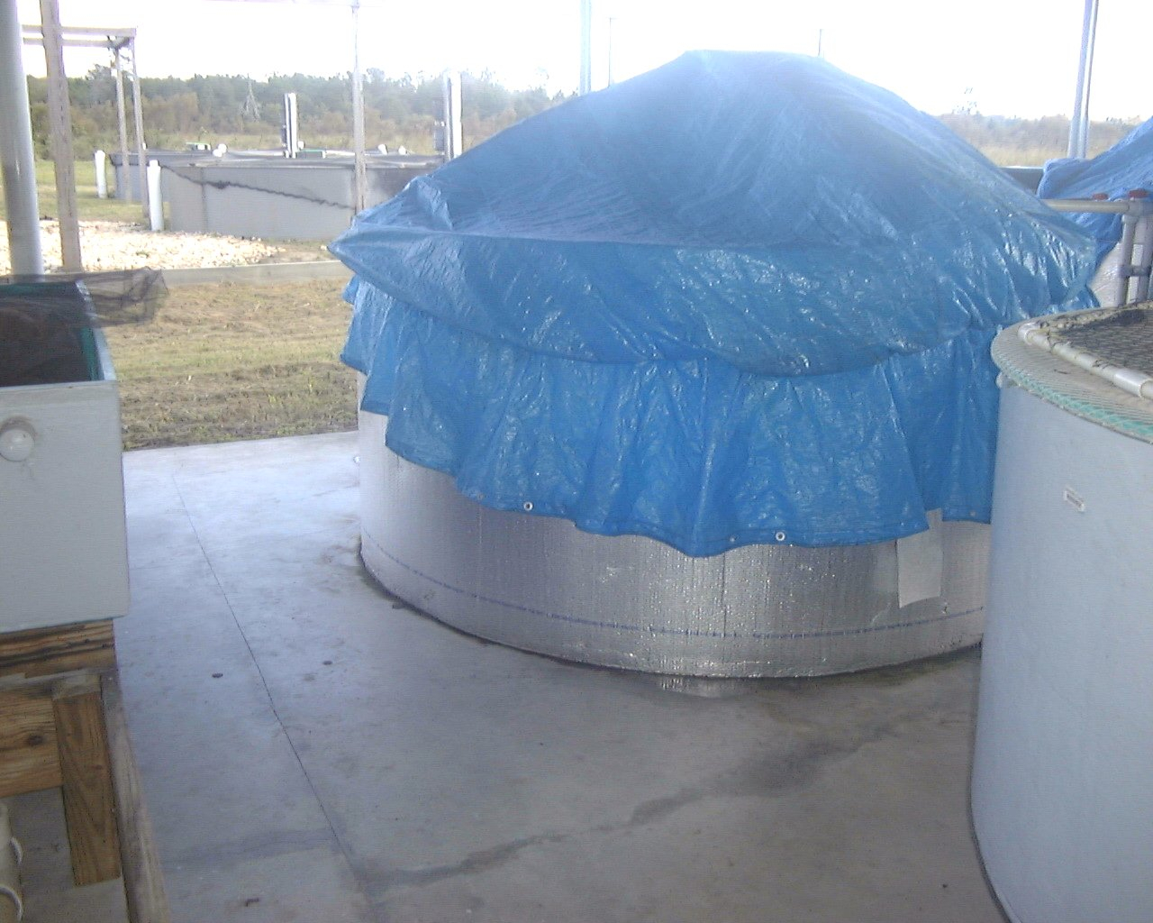 Circular tank at the Institute of Food and Agricultural Sciences aquaculturelaboratory is covered to maintain temperature during Florida's wintermonths