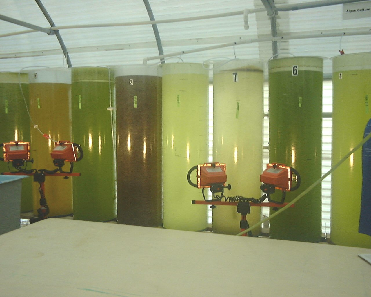 A good picture of algae culture tanks with different colors showing differentdensities and different species being cultured for feeding to larval fish