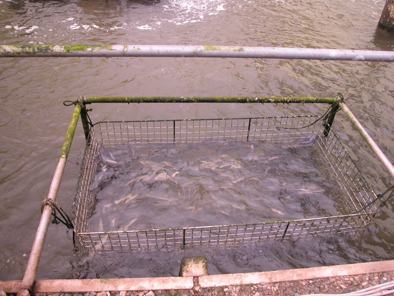 Eels orienting to feeding cage at Japanese eel farm in Shizuoka PrefectureAnguilla japonica, freshwater eel