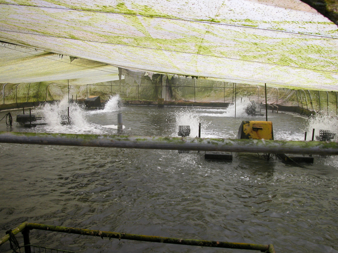 Paddle pumps to aerate eel pond under heated greenhouse