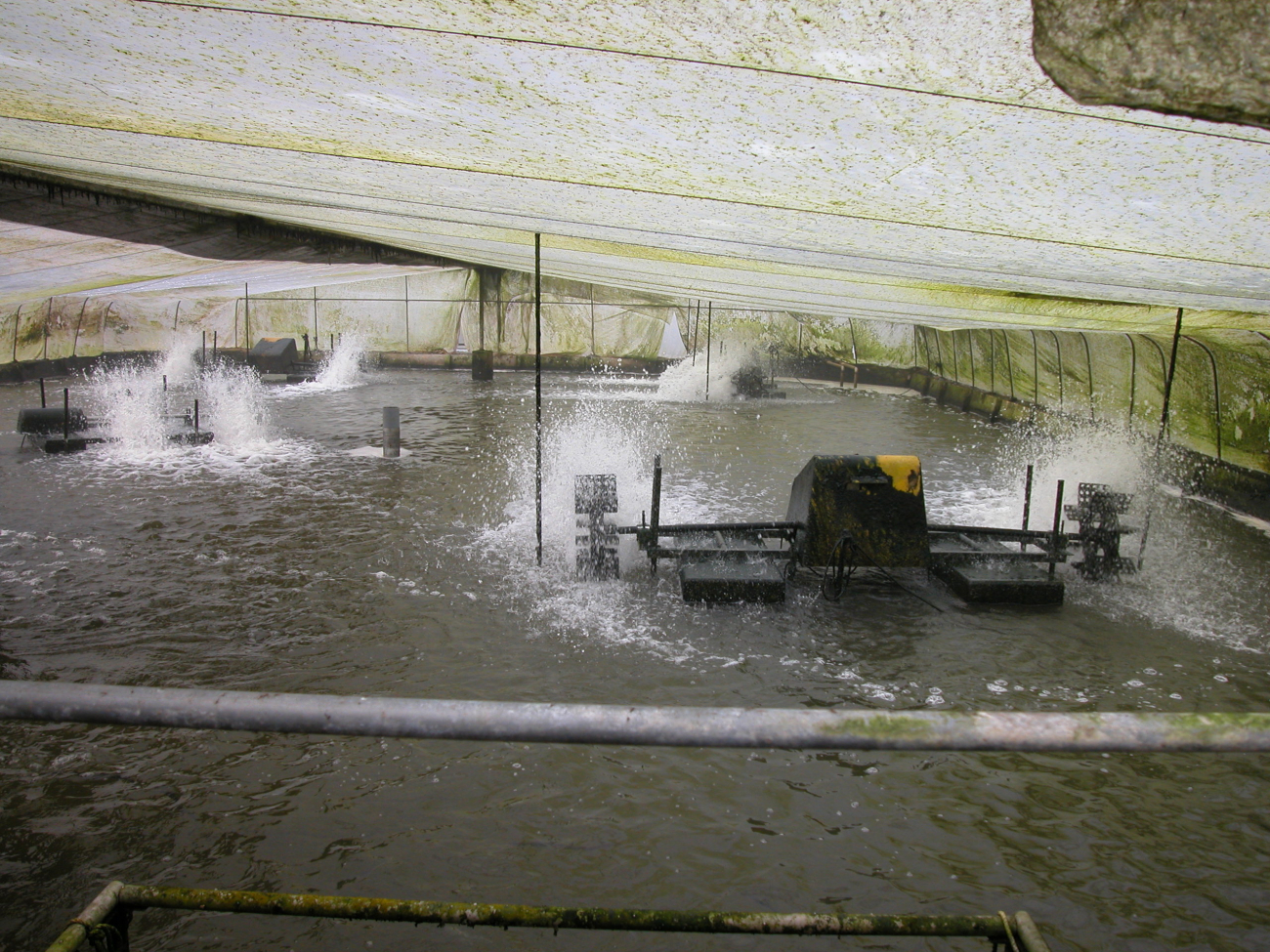 Paddle pumps to aerate eel pond under heated greenhouse