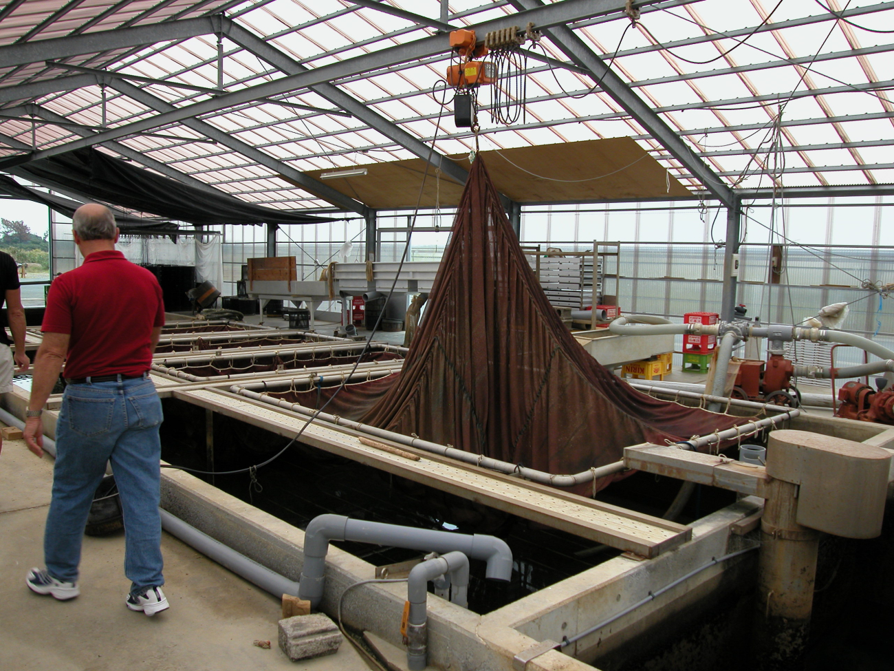 Freshwater eel, Anguilla japonica, sorting and transport device