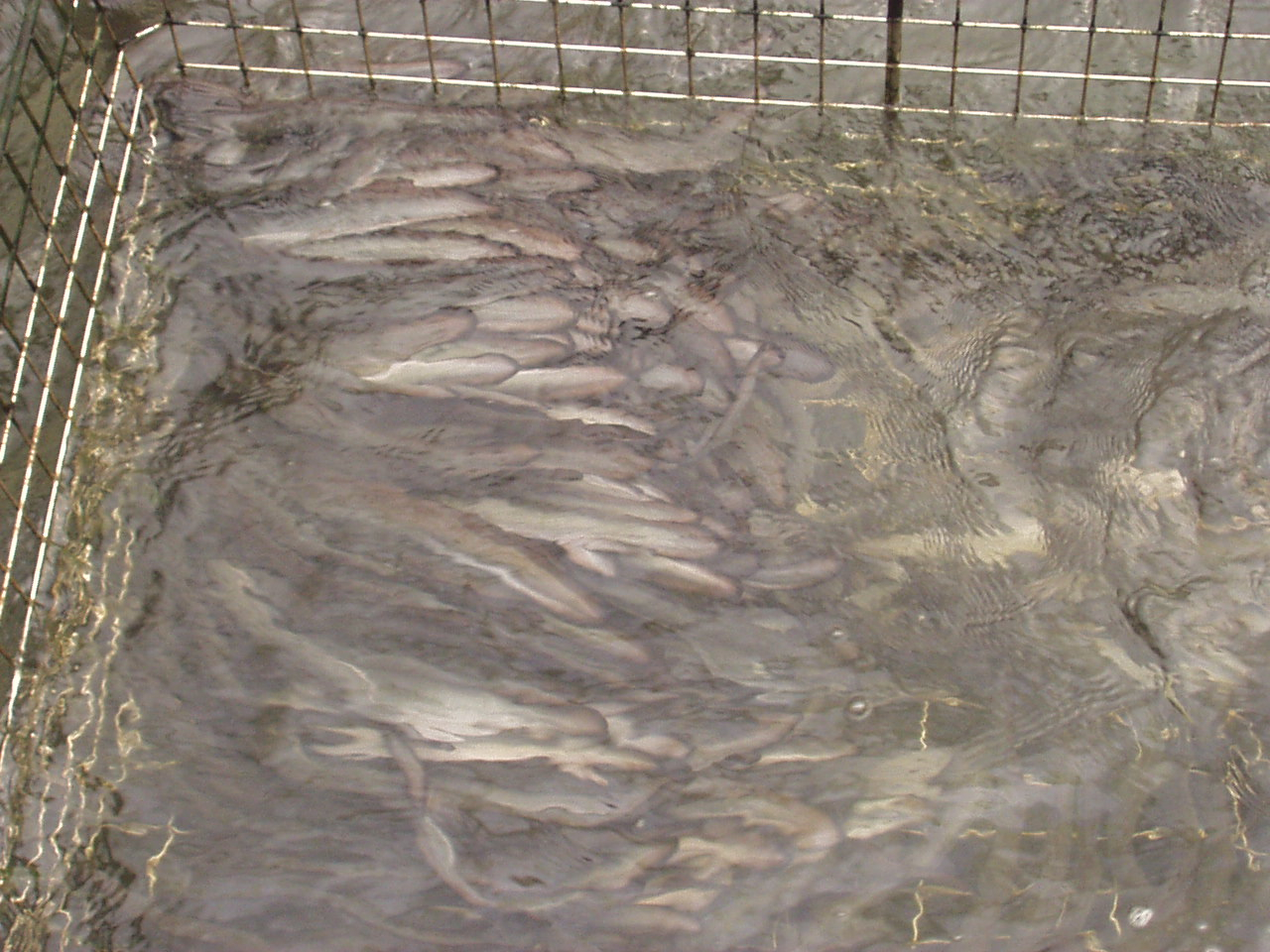 Freshwater eels, Anquilla japonica, orienting to current in feeding basket