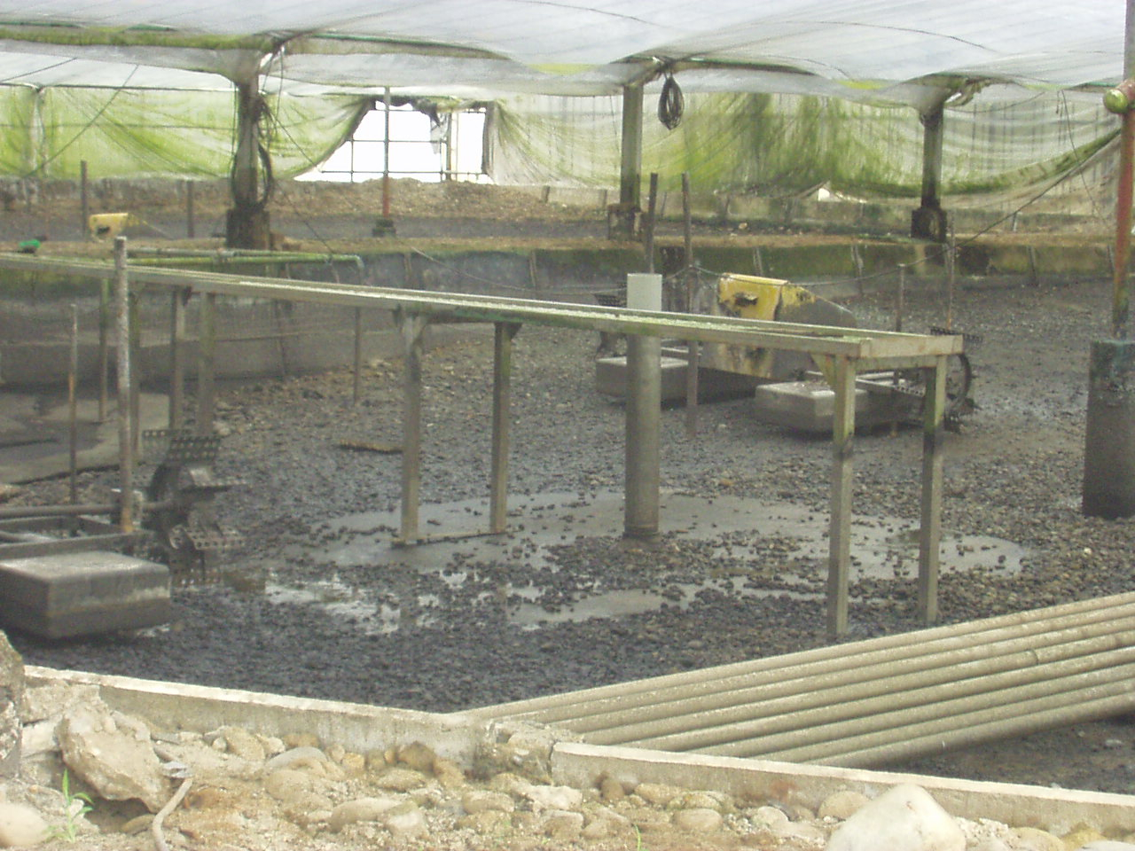 Fallow eel culture pond showing transport table, aeration machine andextensive pipe structure