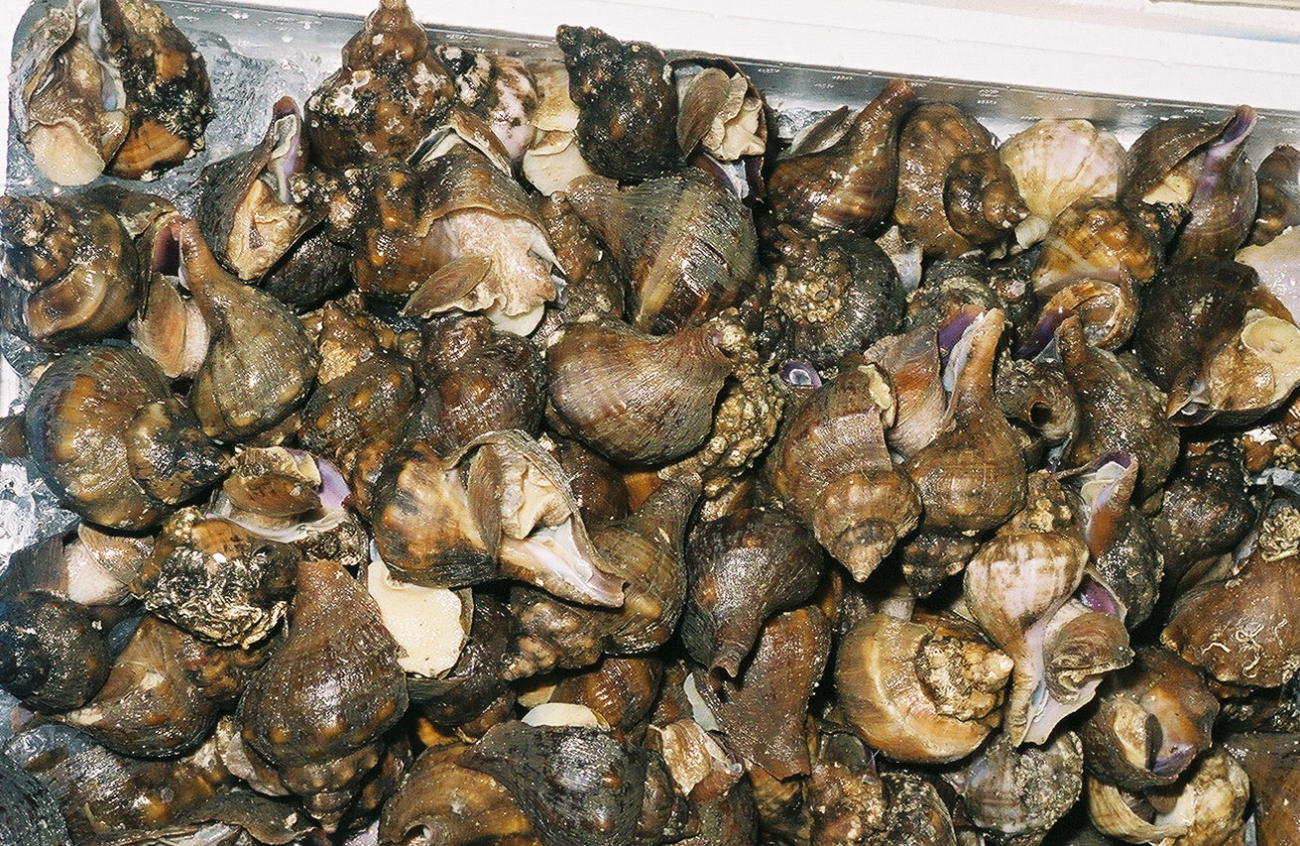 Buccinum sp (whelk) for sale at Shiogama market in Japan