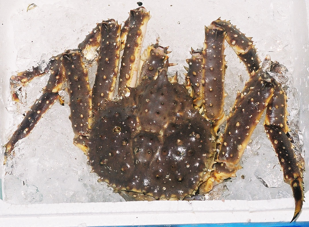Spidercrab on ice for sale at the Shiogama seafood maket in Japan