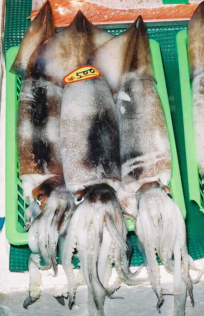 Squid for sale at the Shiogama seafood market in Japan