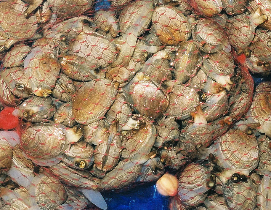 A Tapes species of clam bagged for sale at the Shiogama seafood marketin Japan