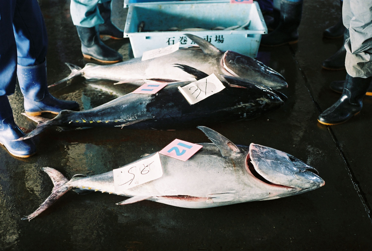 Freshly caught Tuna being sorted and marked for shipment toJapanese seafood markets