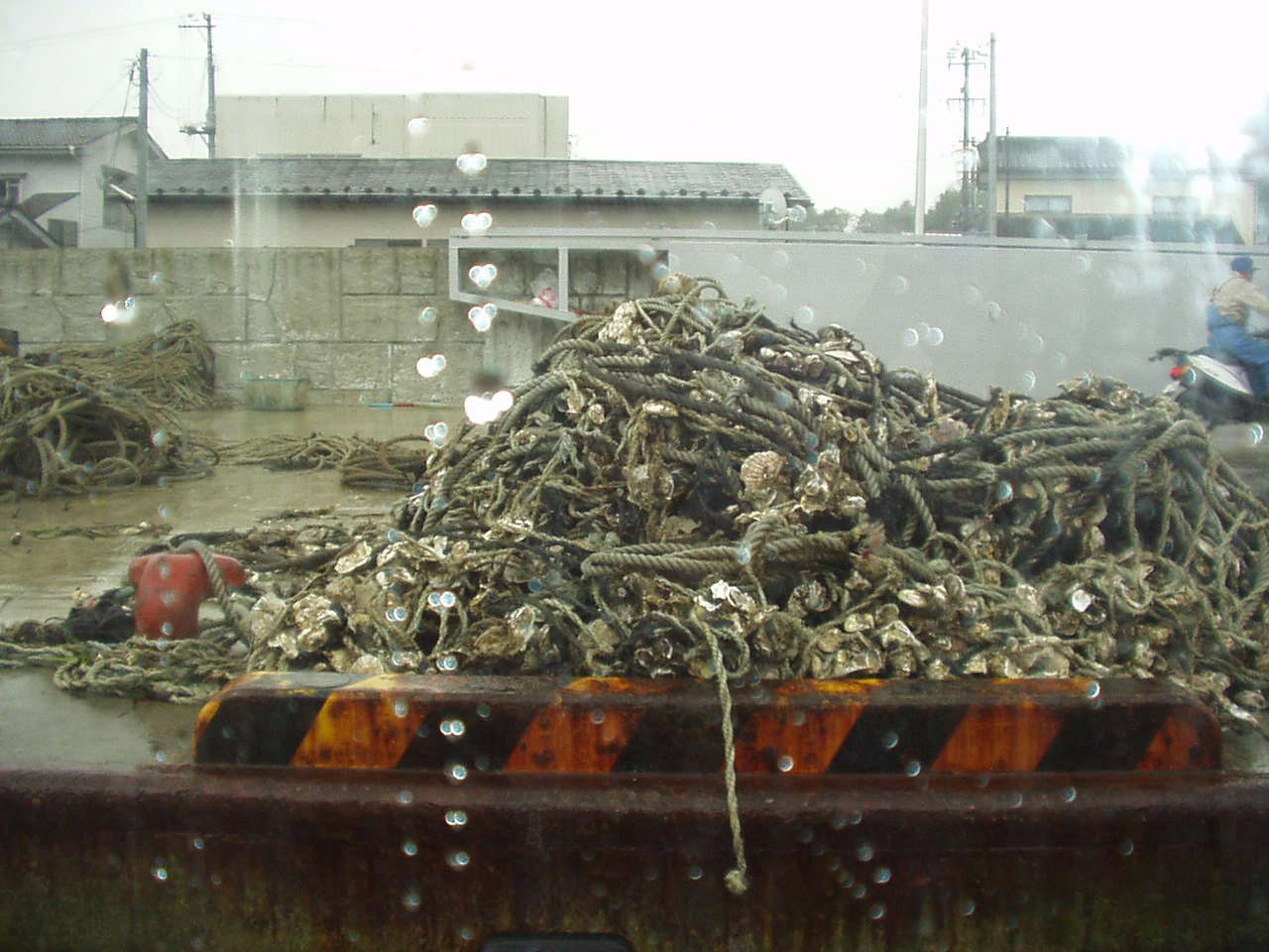 Rope used in oysters culture on a dock in Japan