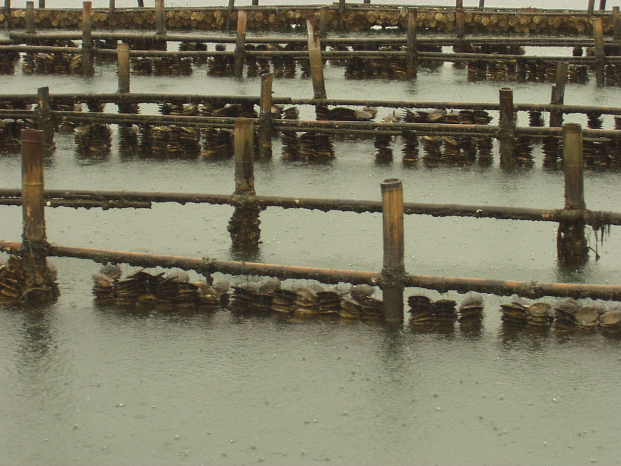 View of Japanese oyster culture system
