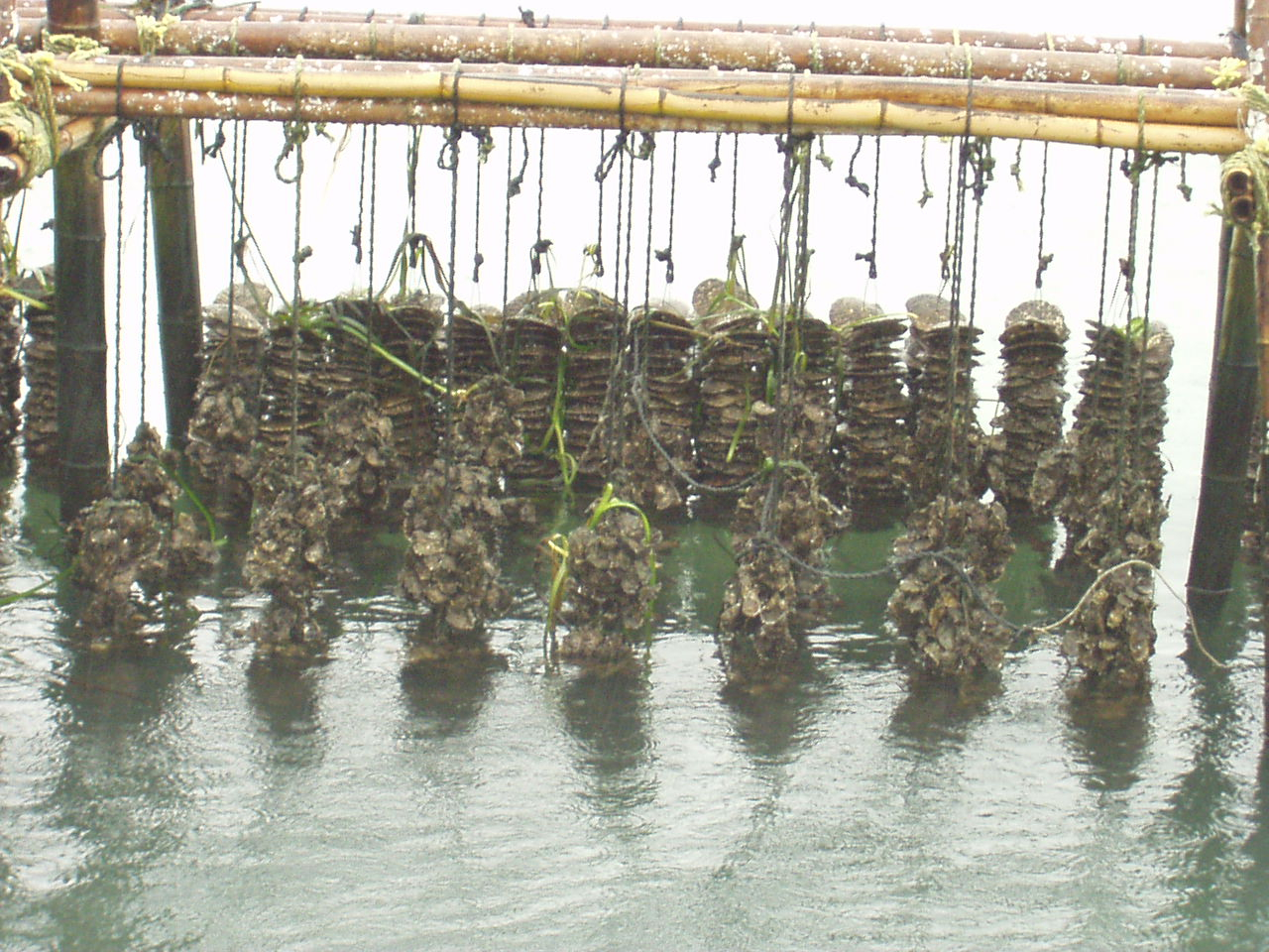 Long-line oyster culture with larger oysters on the front lines and juvenilespat on scallop shells in the background