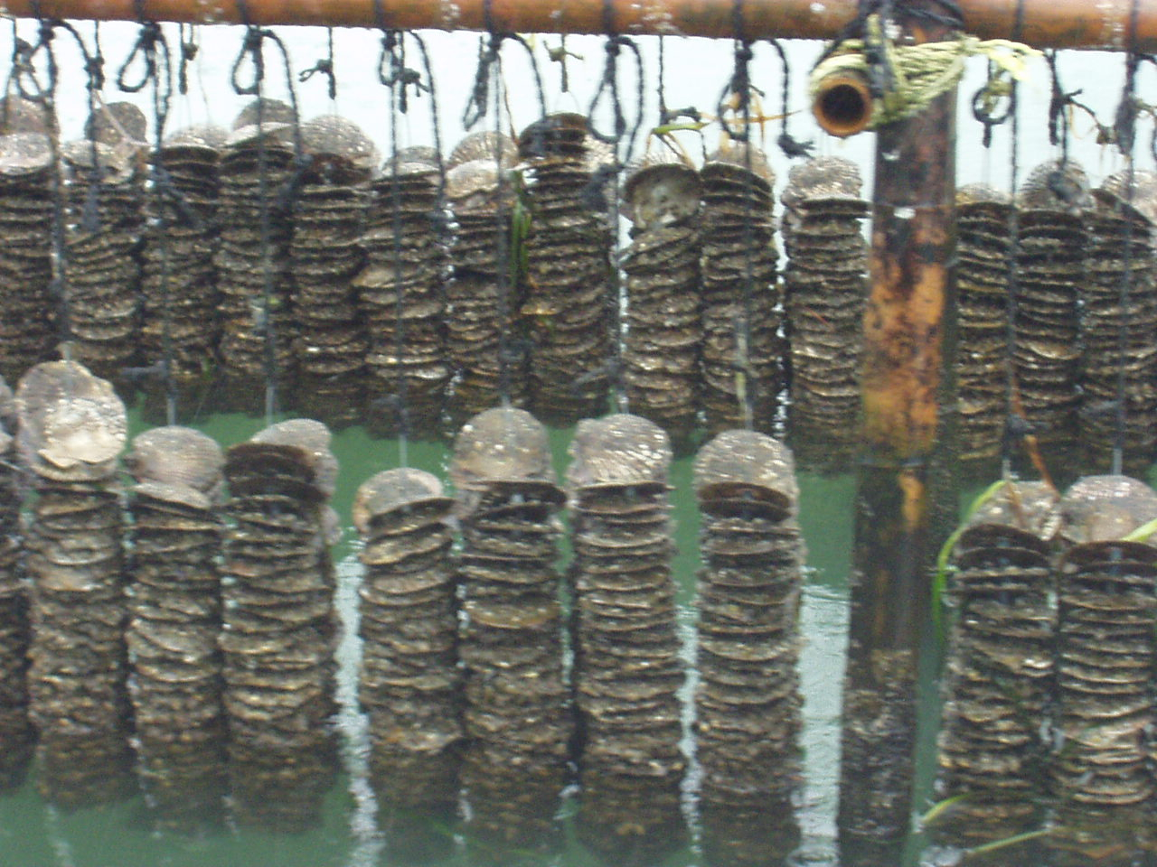 Scallop shells hanging on long-lines with oyster spat attached (small whitespots)