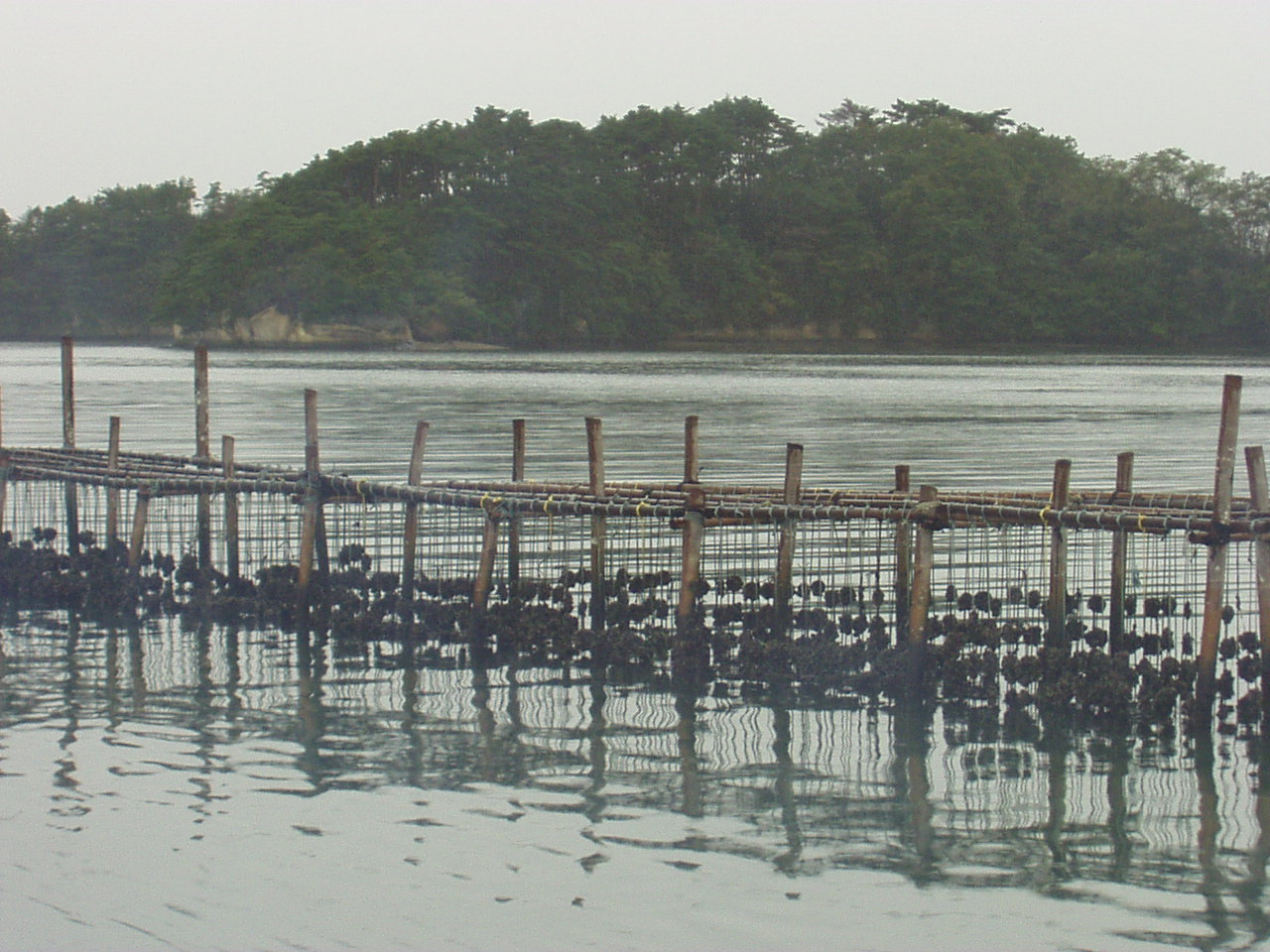 View of long-line oyster culture at low tide in Matsushima Bay, Japan