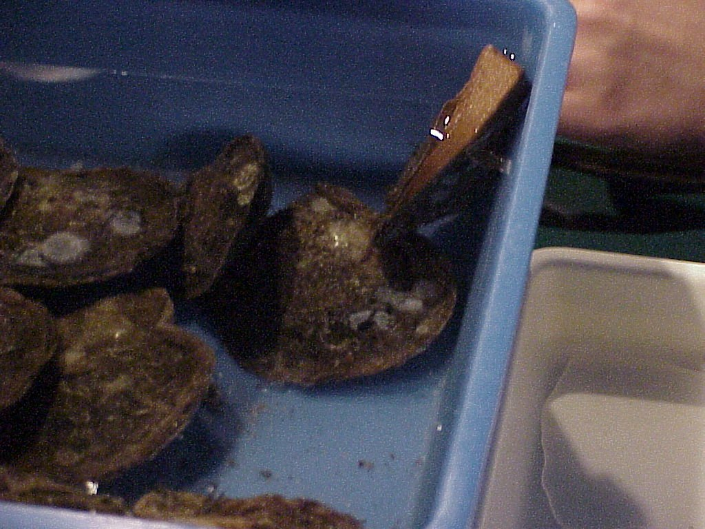 Black- lipOysters which have been retrieved from a pearl farm for pearl harvest