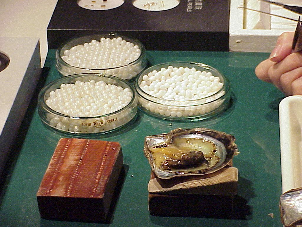 Petri dishes with various sizes and types of oysters from pearl culture