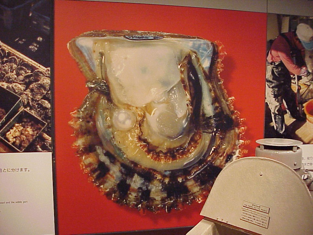Close-up photo of large cultured pearl still in oyster shell