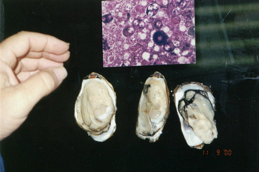 Samples of cultured Crassostrea gigas showing excetional quality