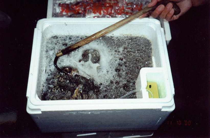 Harvested clams being aerated prior to going to market