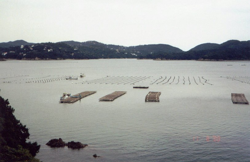 Raft oyster culture in Matoya Bay Japan
