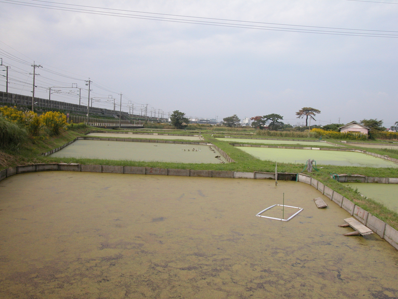 View of turtle growout ponds at the Hattori-Nakamura soft-sheled turtle farm