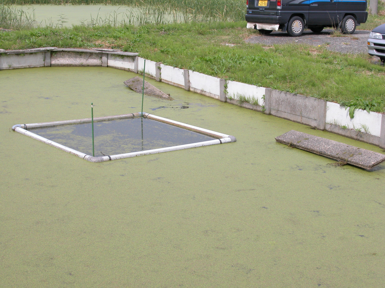 Algae covered ponds for growout of turtle at the Hattori-Nakamura soft-shelledturtle farm in Japan