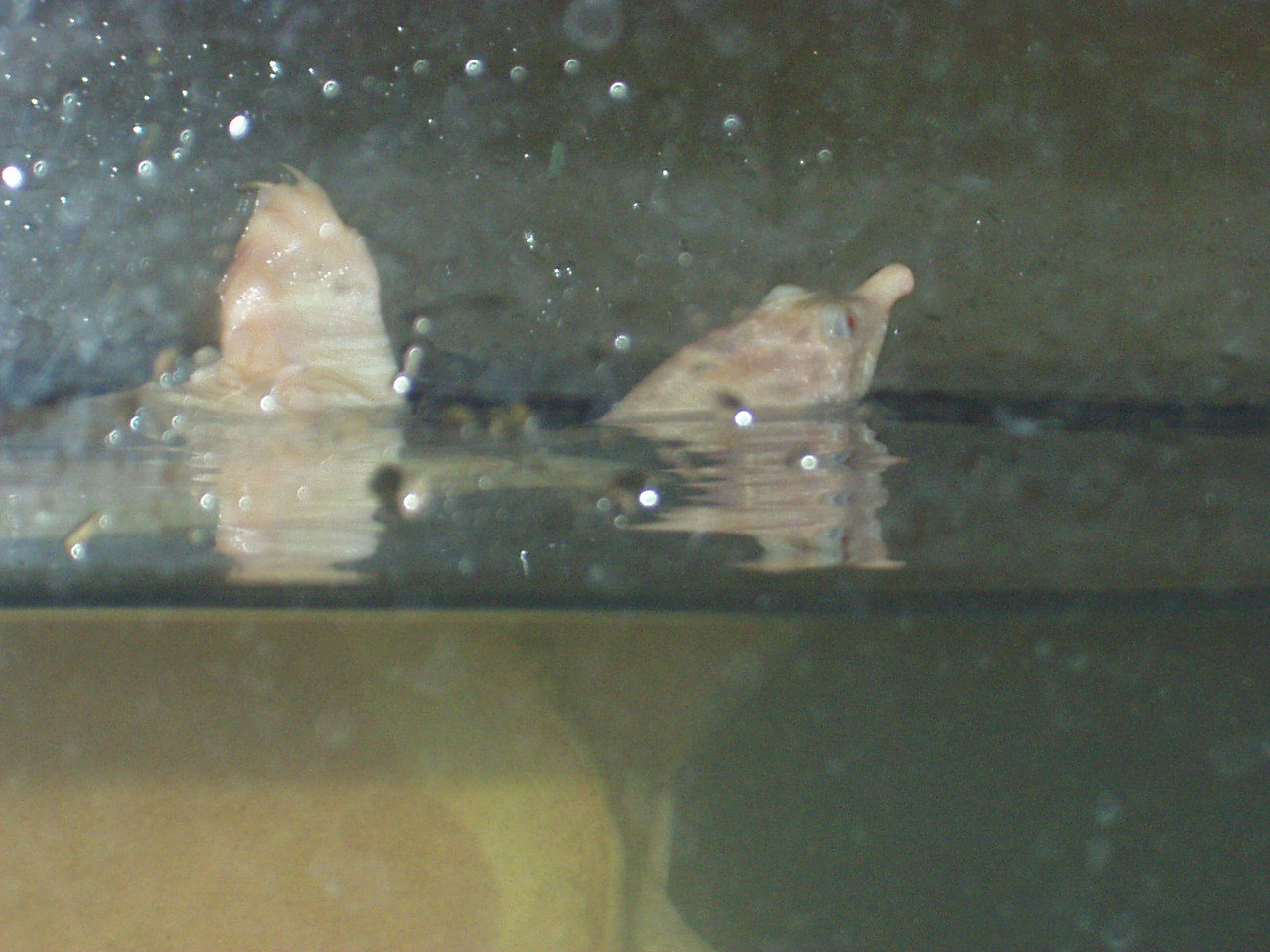 Rare Soft-shelled albino turtle at the Hattori-Nakamura soft shelled turtle farmHead and front leg are above water line