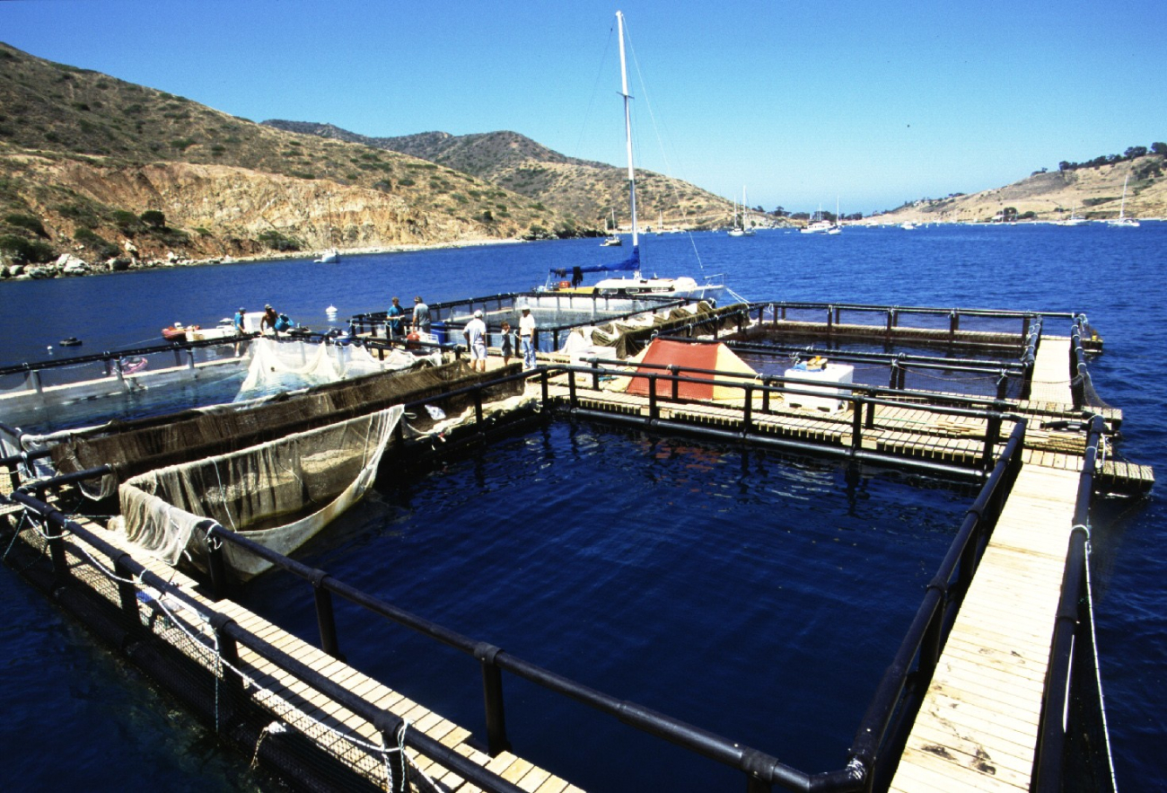 Closeup of netpen in the waters offshore of Catalina Island