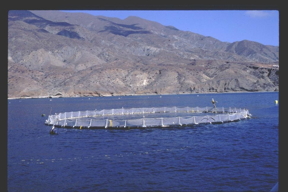 Netpen being used for experimental project on raising bluefin tuna