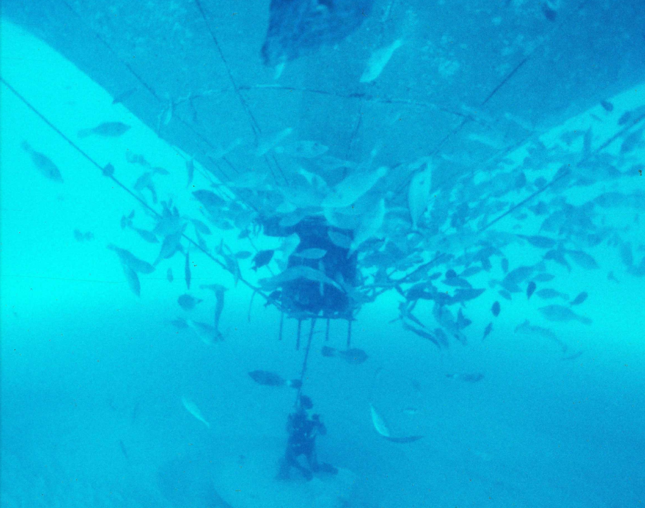 Fish aggregate below the offshore cage as the anchoring device is beingset up