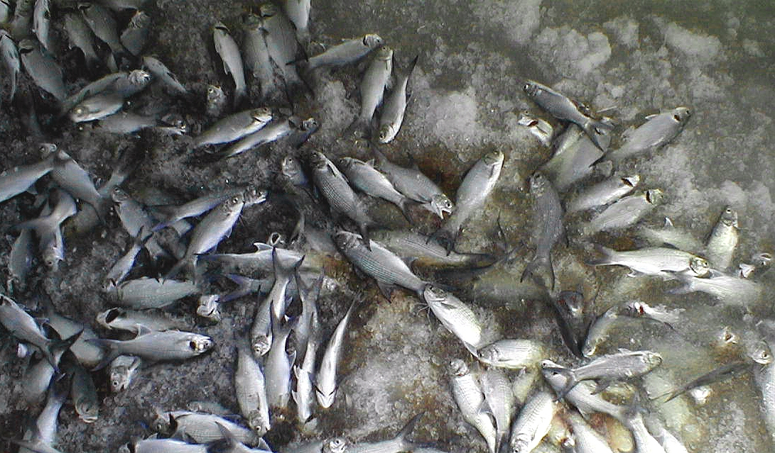 Moi fish which have been harvested from an offshrore cage and put on icefor market in Hawaii