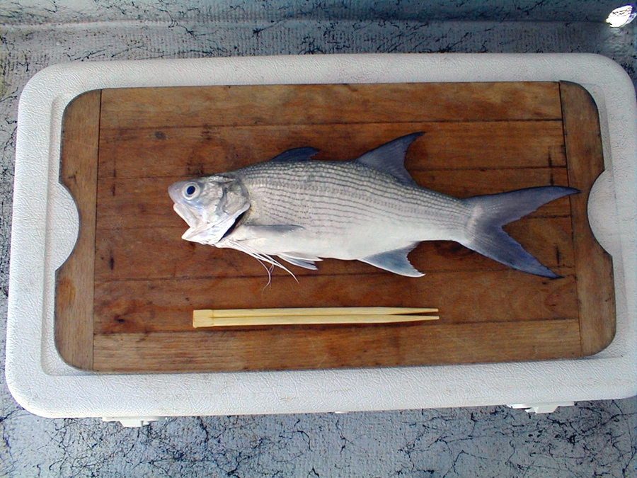 An example of Pacific threadfin (Moi) being prepared as a sashimi product