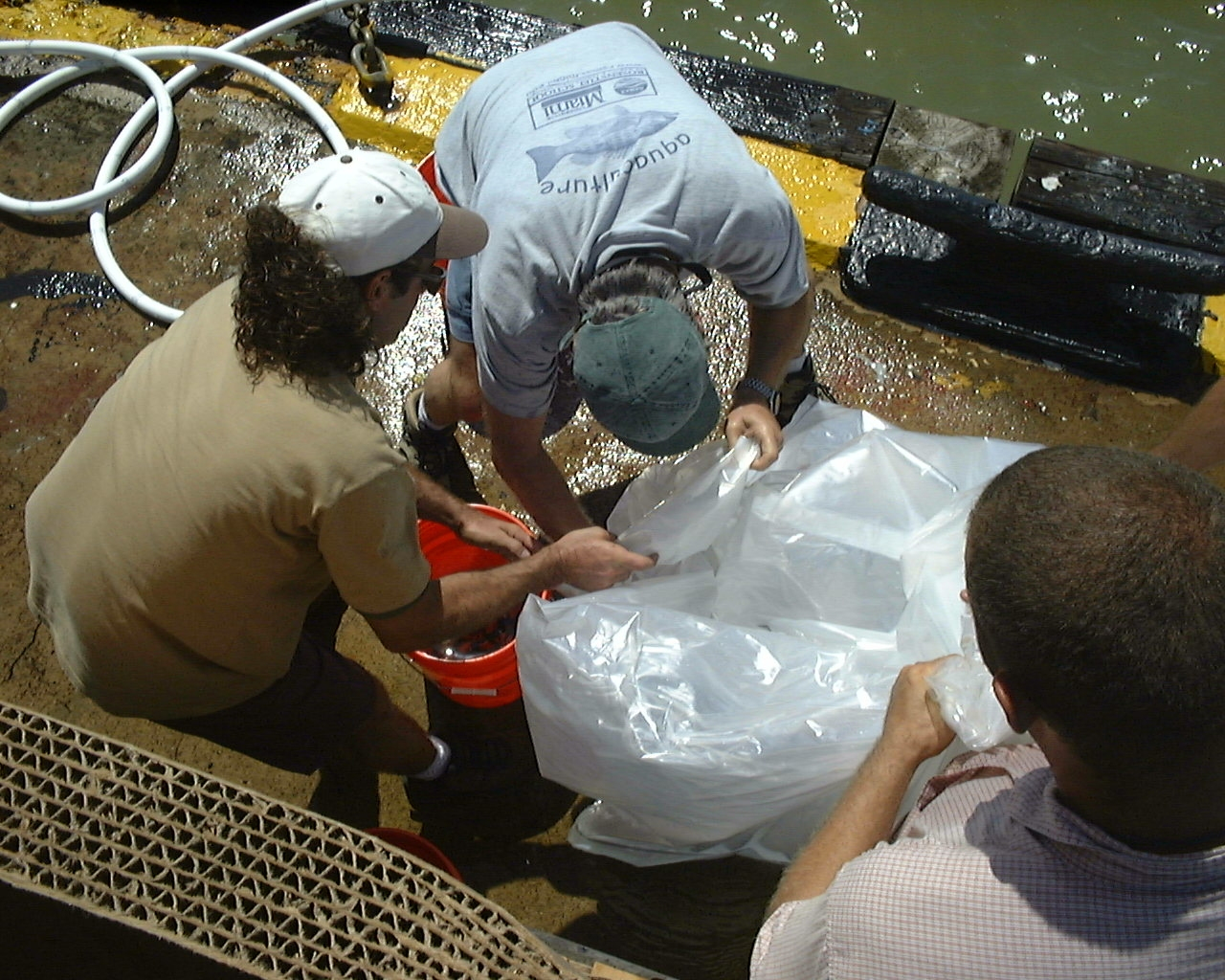 Fingerling cobia (Rachycentron canadum) being transferred from bucket to plastictransport container for transport to offshore cage at Culebra Island, PRRosenstiel School of Marine and Atmospheric Science and Snapperfarm