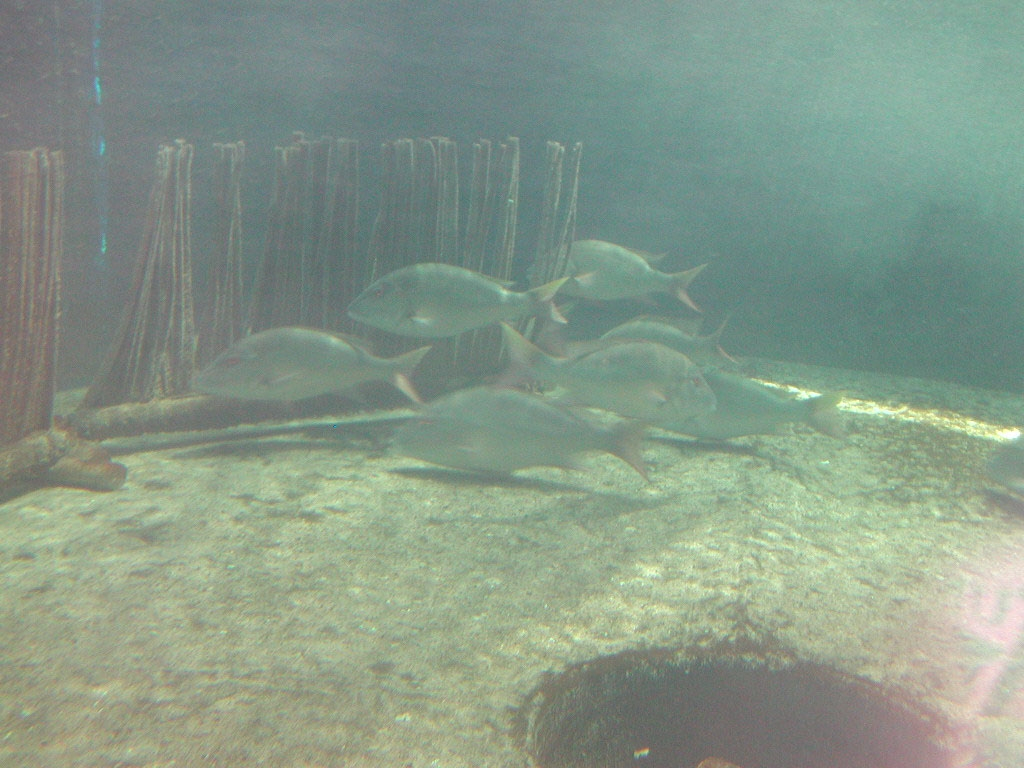 Picture of snapper broodstock orienting to artificial grass at the bottom of arecirculating tank
