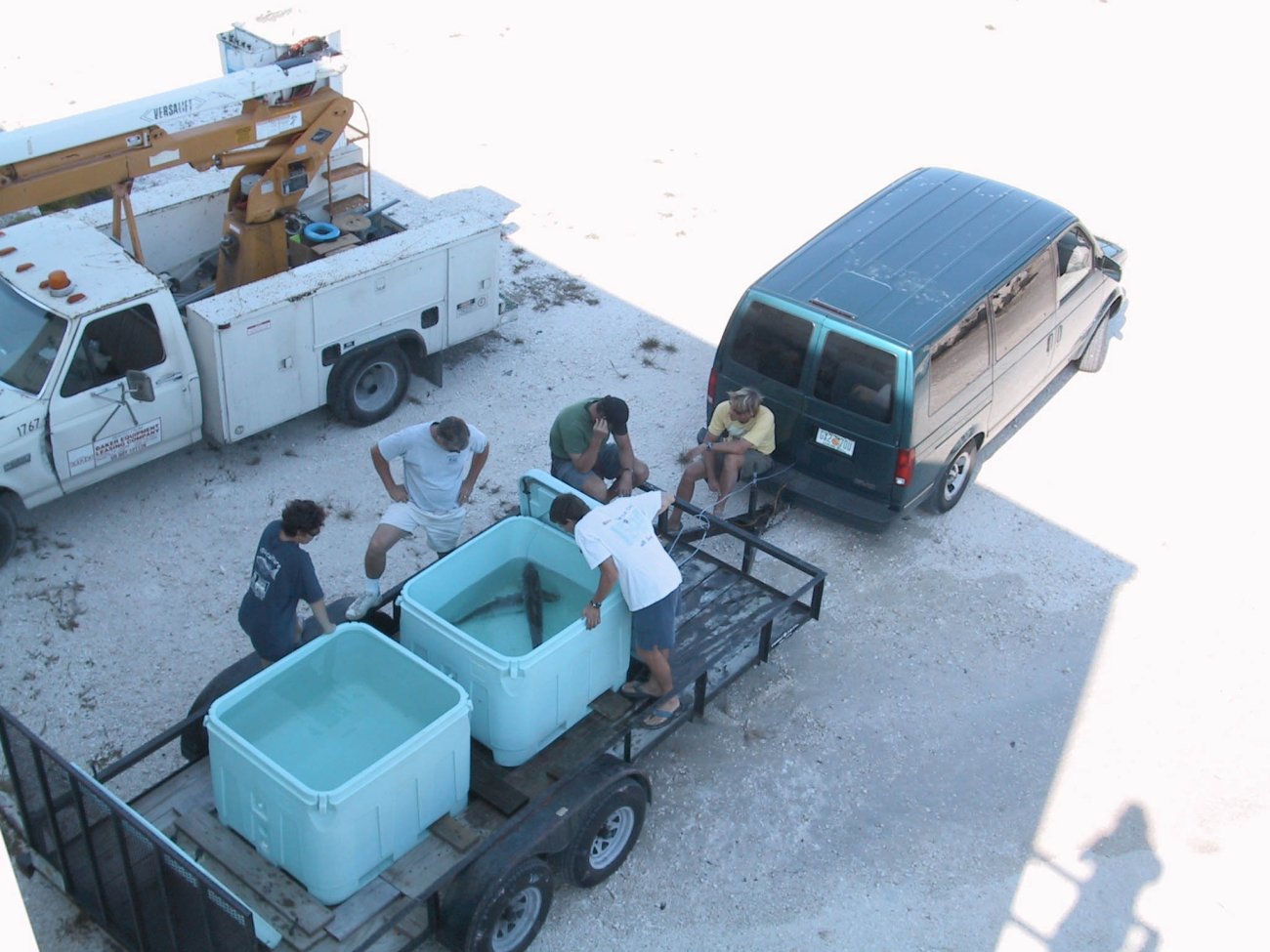 Laboratory staff viewing broodstock prior to stocking in research facilityat the Florida Keys