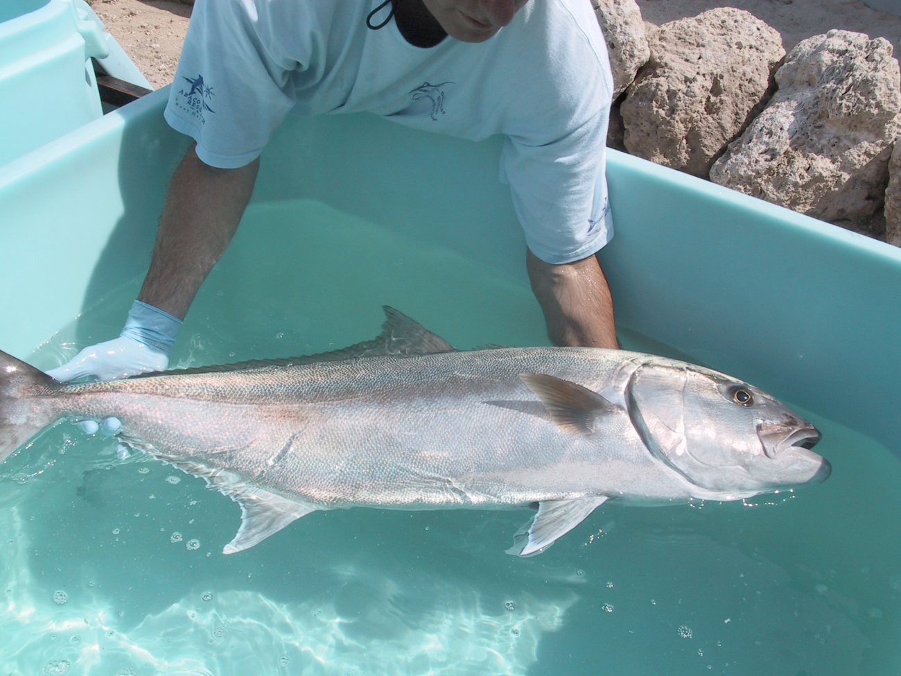 Amberjack broodstock upon arrival at the University of Miami aquaculturereasearch laboratory in the Florida KeysRosenstiel School of Marine and Atmospheric Science