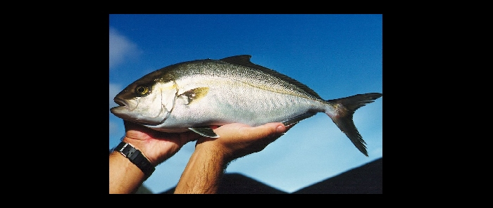 Good photo of amberjack tuna used in aquaculture