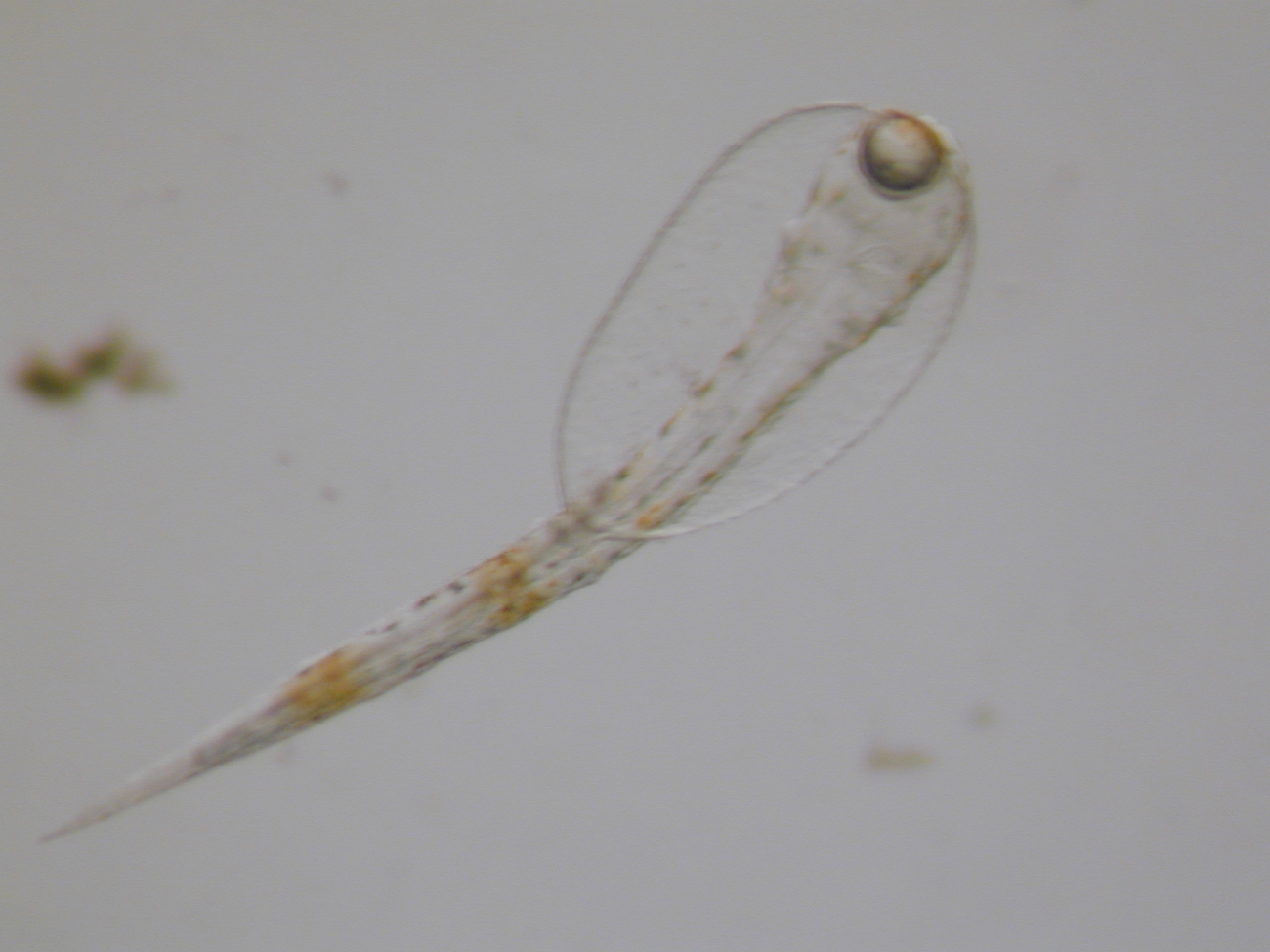 Microscopic view of 4-day-old larval black sea bass (Centropristis striata)