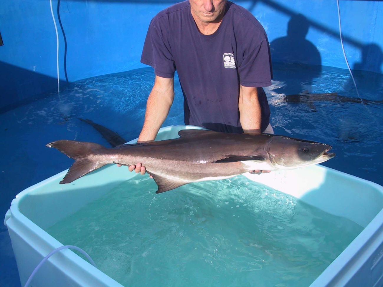 Cobia male broodstock weighing approximately 20 kilograms being heldprior to transport to brookstock tanks