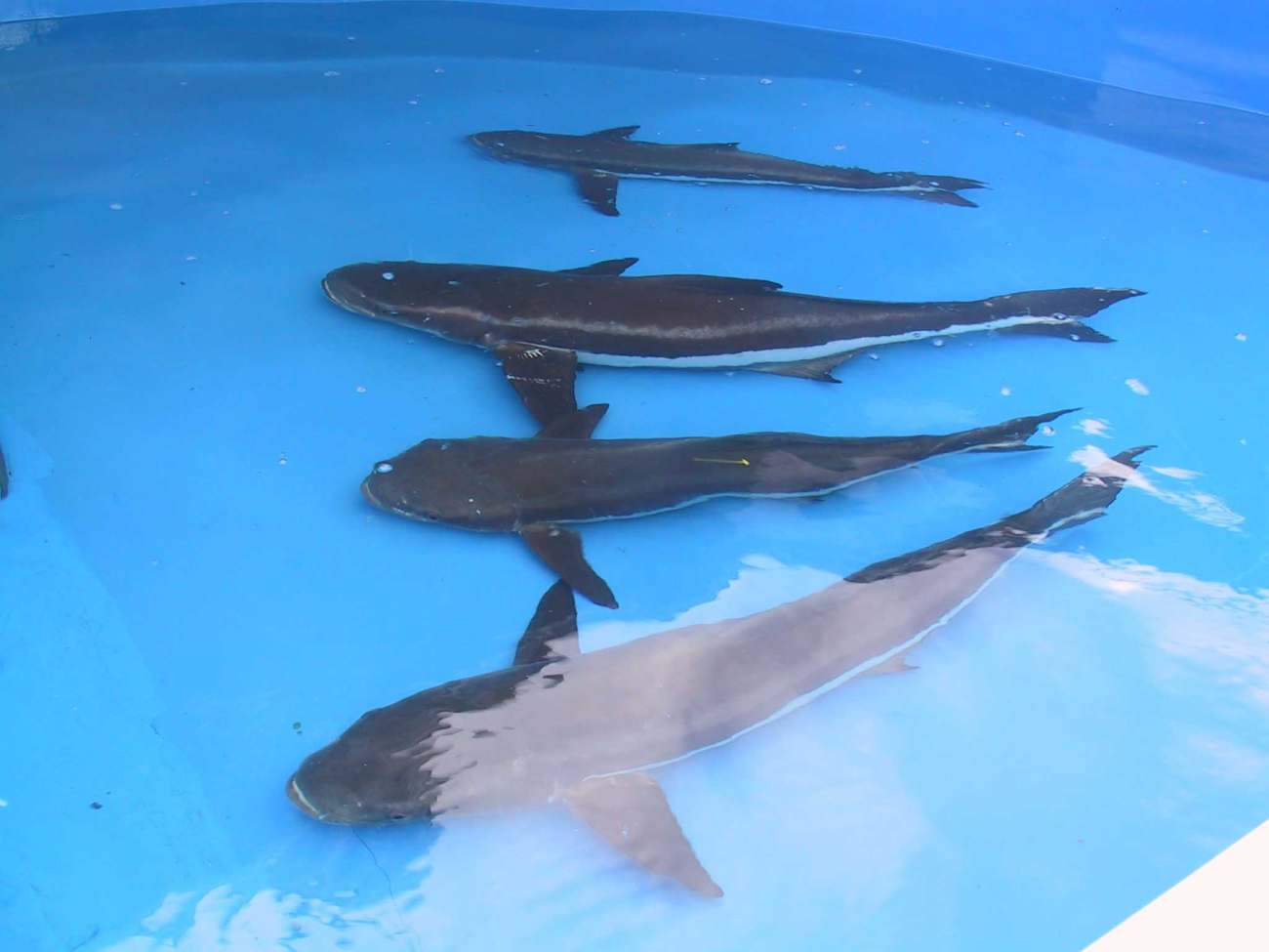 A line of 4 cobia broodstock orienting to the bottom of a holding tank